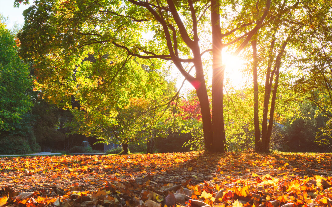 Herbst-Check: Diese Arbeiten lohnen sich auch steuerlich