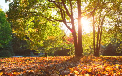Herbst-Check: Diese Arbeiten lohnen sich auch steuerlich