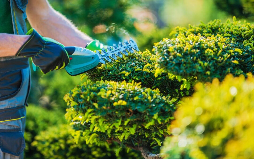 Gartenpflege von der Steuer absetzen